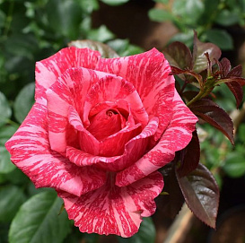 Роза 'Пинк Интуишн' (чайно-гибридная) (розовая)