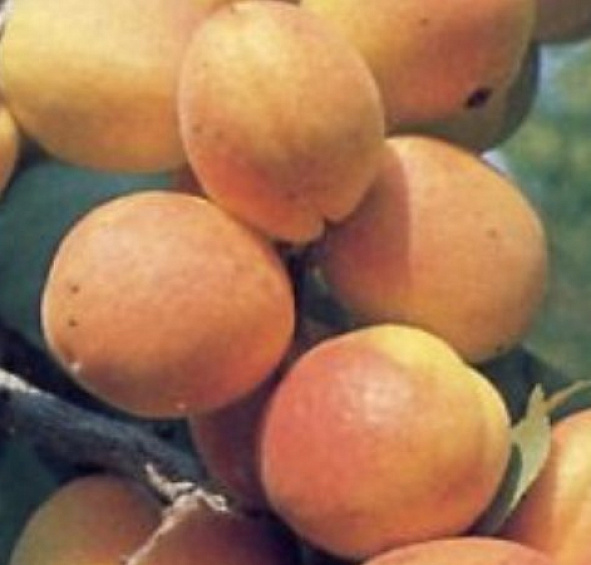 Абрикос 'Северный триумф'