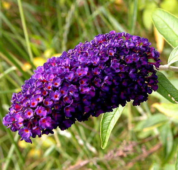 Буддлея Давида 'Блек Найт'