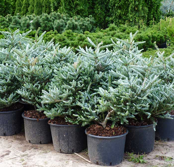 Пихта корейская 'Силберлок'