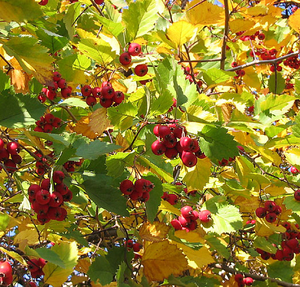 Боярышник однопестичный