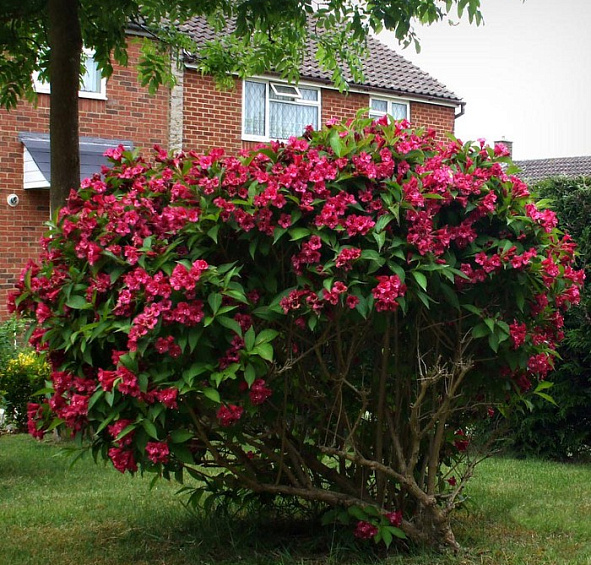 Вейгела гибридная Ева Ратке (Eva Rathke)