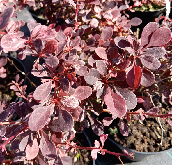 Барбарис Тунберга 'Арлекин'