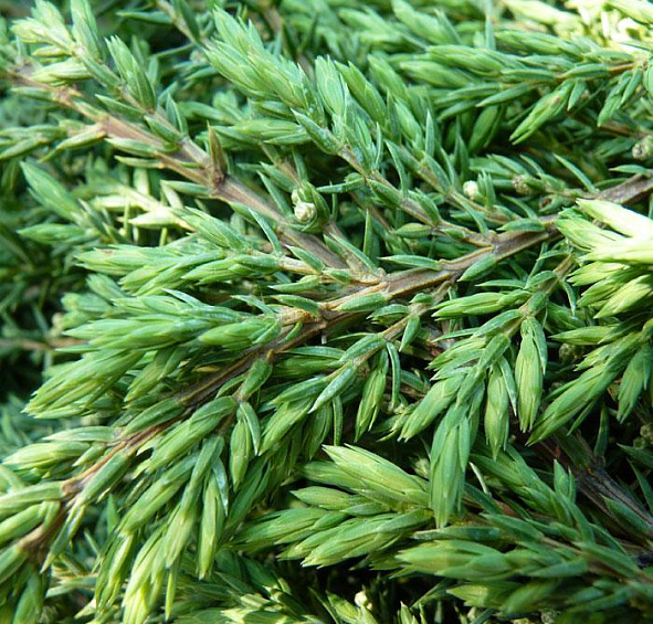 Можжевельник обыкновенный 'Грин Карпет'