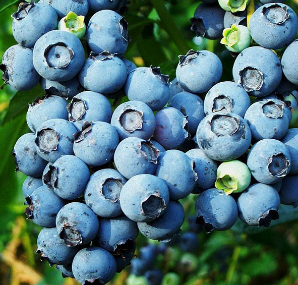 Голубика высокорослая 'Блюкроп'