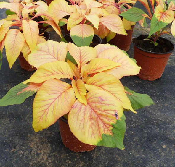 Амарант Трехцветный Иллюминейшн