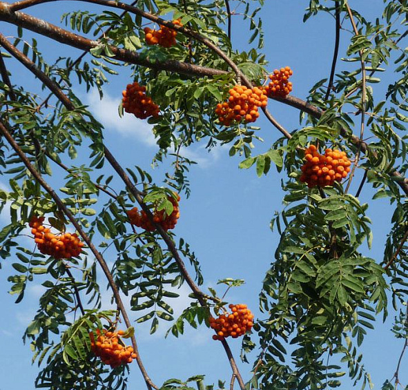 Рябина обыкновенная 'Пендула'