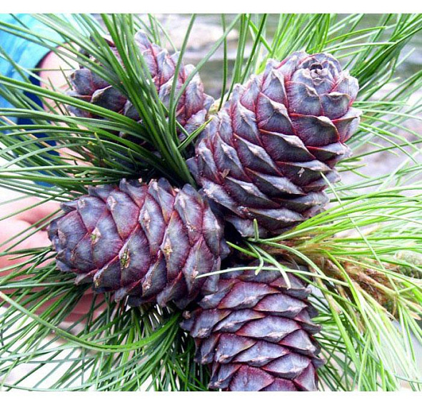 Сосна корейская кедровая (Кедр корейский)