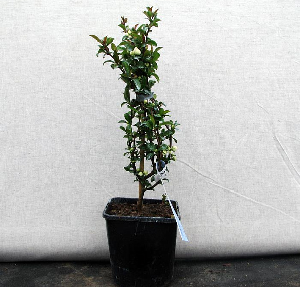 Айва прекрасная 'Юкиготен'