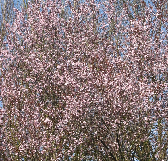 Слива мелкопильчатая Нигра