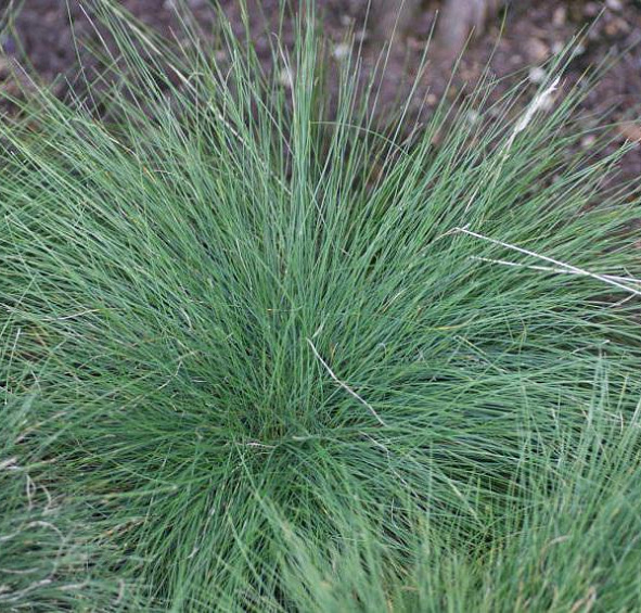 Овсяница аметистовая