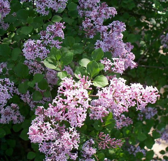 Сирень Мейера