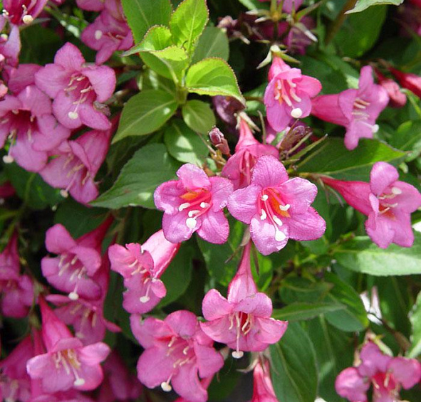 Вейгела цветущая 'Пурпурея'