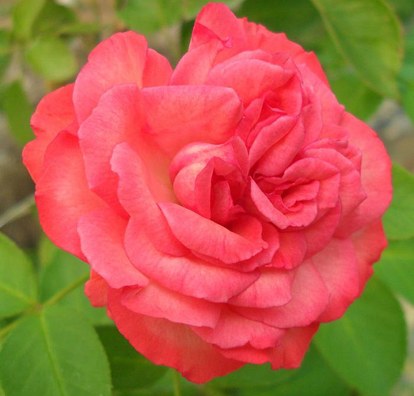 Роза 'Антик 89' (плетистая, шраб) (розовая)