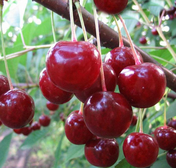 Вишня обыкновенная 'Десертная Морозовой'