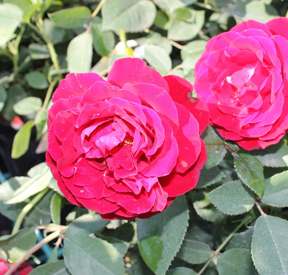 Роза 'Омаж а Барбара' (флорибунда) (темно красная)