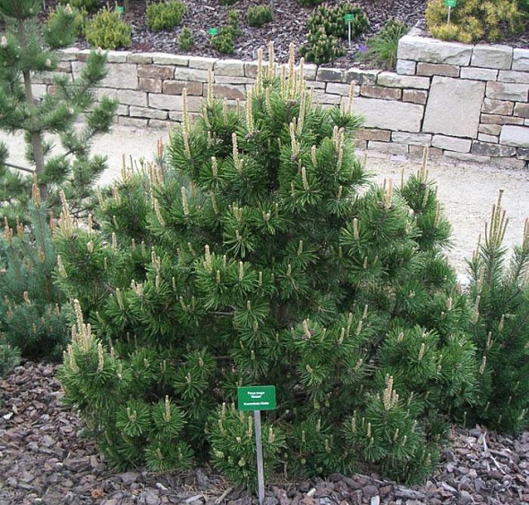 Сосна горная 'Гном'