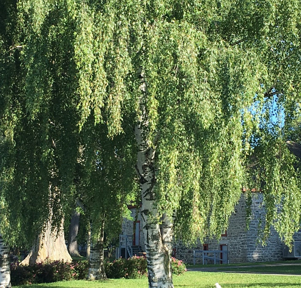 Береза повислая