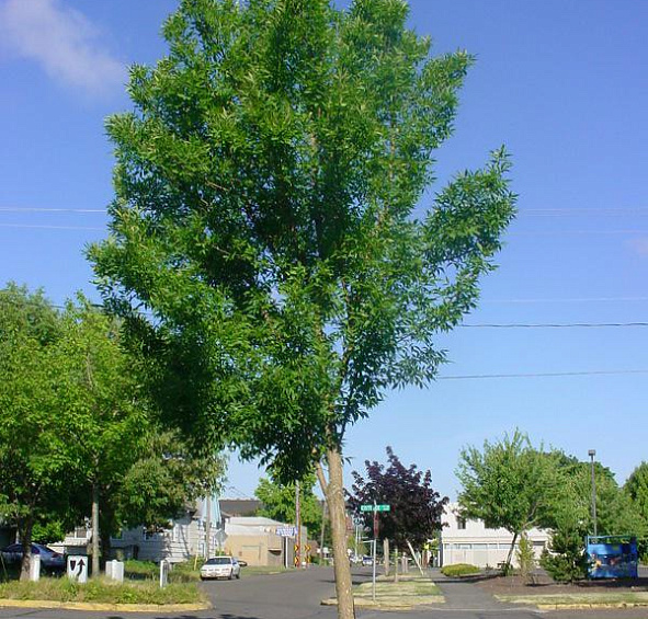 Ясень пенсильванский 'Саммит'