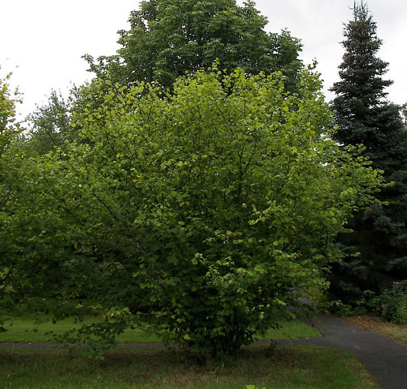 Лещина обыкновенная