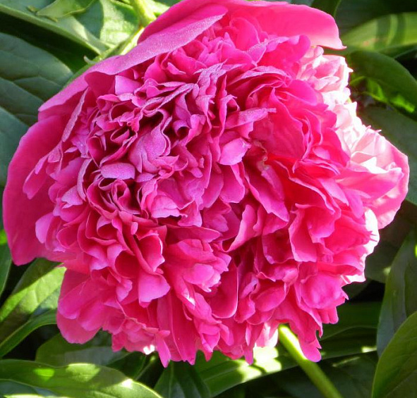 Пион Ред Мэджик