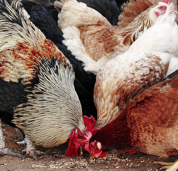 Органическое удобрение "Помет куриный"