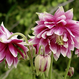 Аквилегия гибридная (водосбор) 'Нора Барлоу'