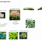 Дмитрий Миронов – проект коттеджного участка – садовый центр «Южный» Тенистый цветник