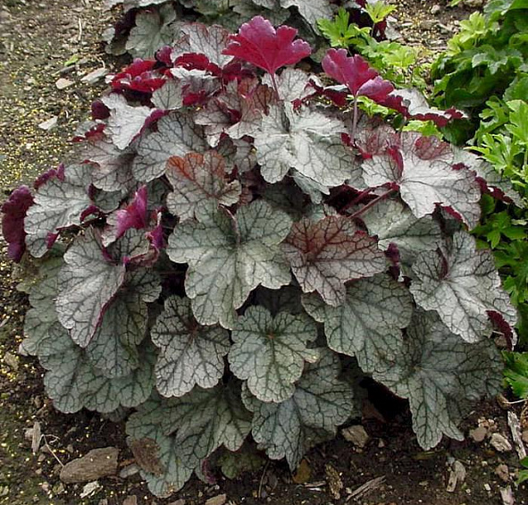 Сильвер Скролс