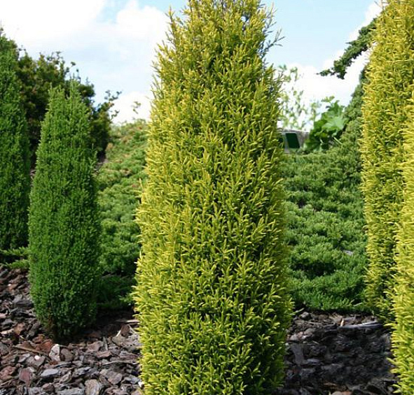 Можжевельник обыкновенный 'Голд Кон'