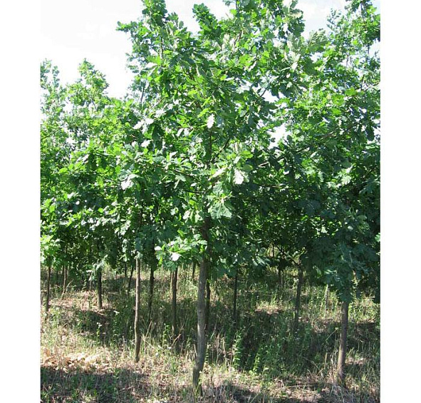 Дуб черешчатый