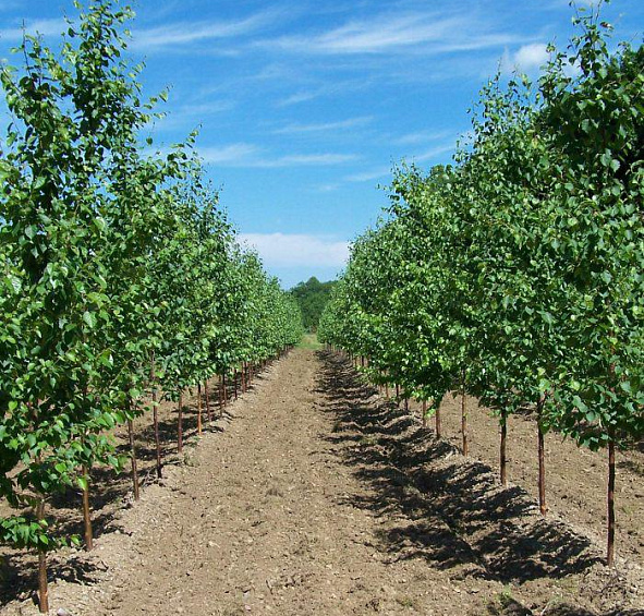 Береза бумажная