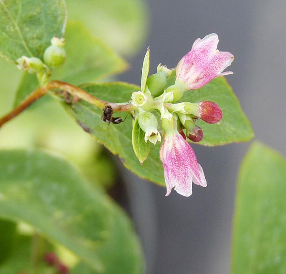 Снежноягодник белый слабоблестящий