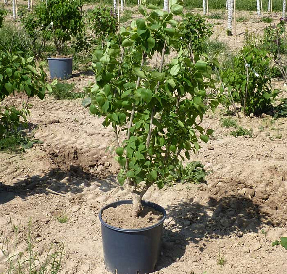 Сирень обыкновенная 'Мадам Энтони Бюхнер' (фиолетовая)