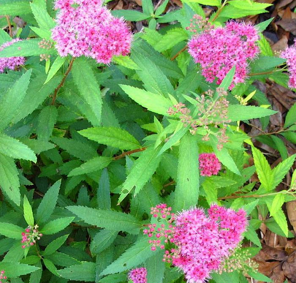 Спирея японская 'Неон Флеш'