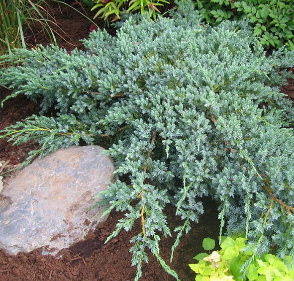 Можжевельник чешуйчатый 'Блу Карпет'