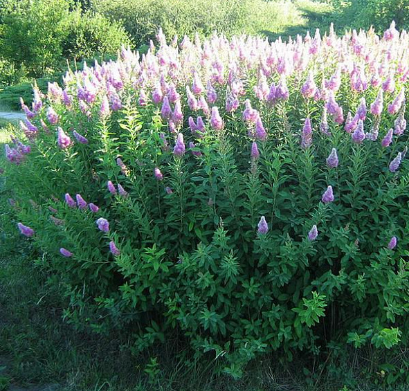 Спирея Билларда