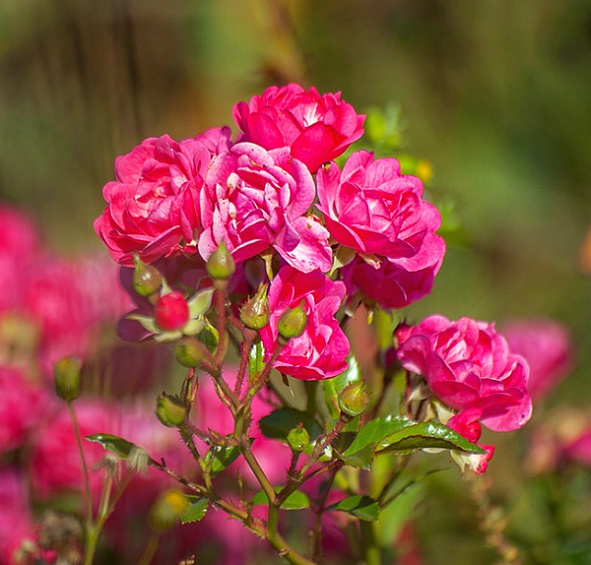 Лавли Фейри (Lovely Fairy)