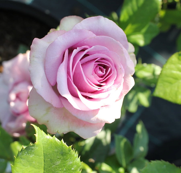 Роза 'Кул Ватер' (чайно-гибридная) (фиолетовая)