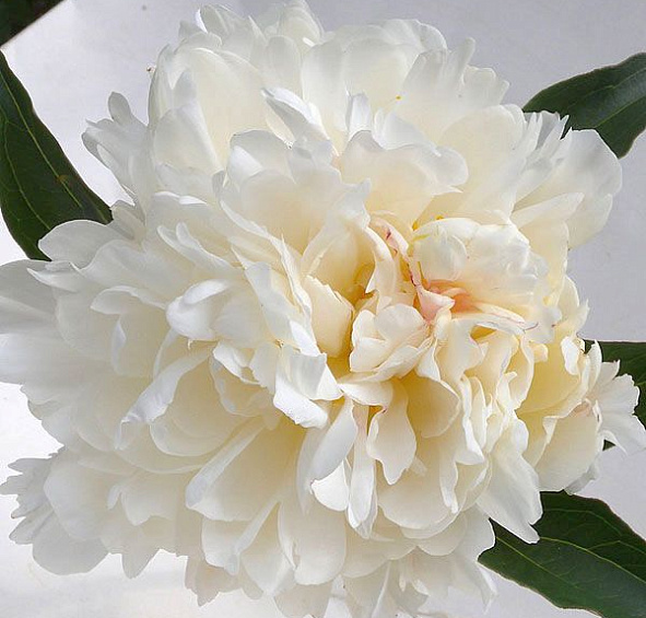 Пион молочноцветковый 'Уайт Айвори' (белый)