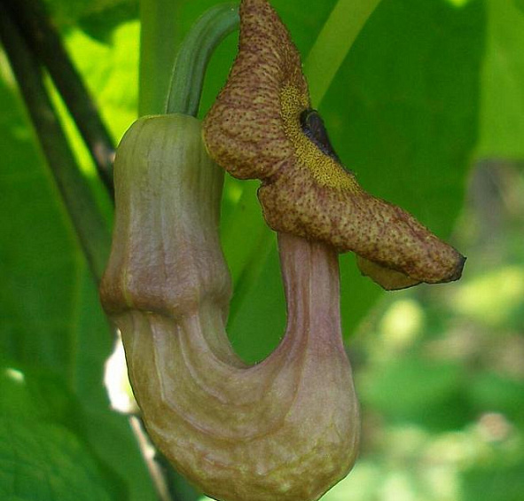 Аристолохия крупнолистная