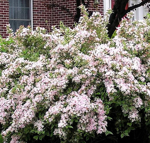 Вейгела раннецветущая 'Сплендид'