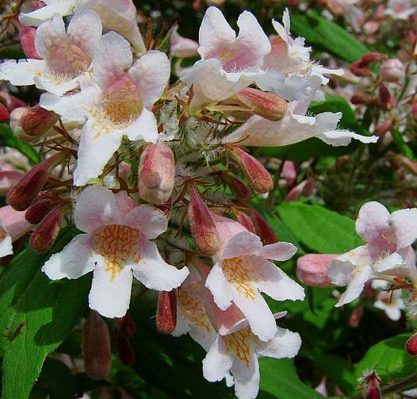 Кольквиция прелестная 'Пинк Клоуд'