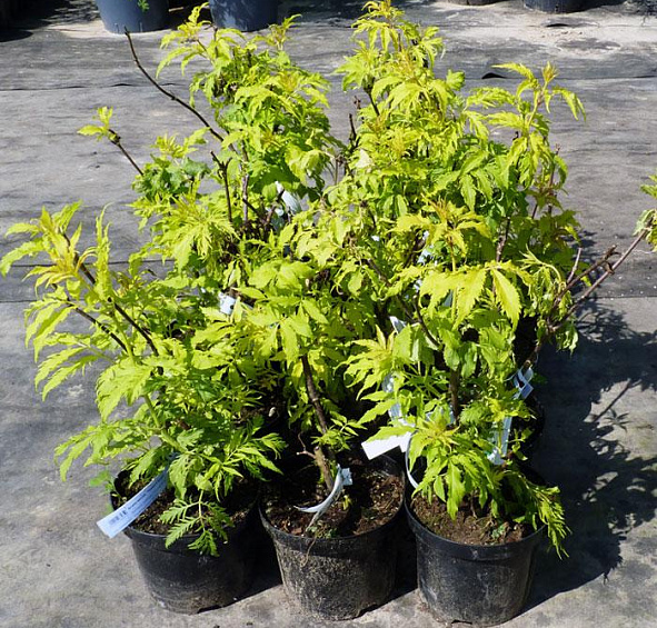 Бузина красная 'Плюмоза Аурея'