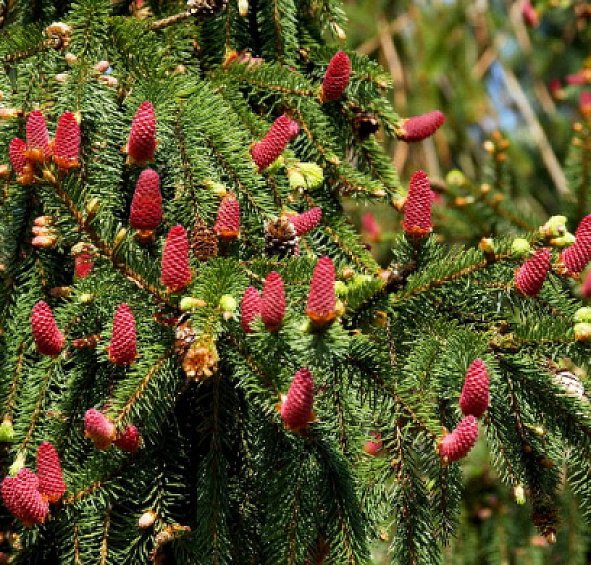 Ель обыкновенная (европейская) 'Акрокона'