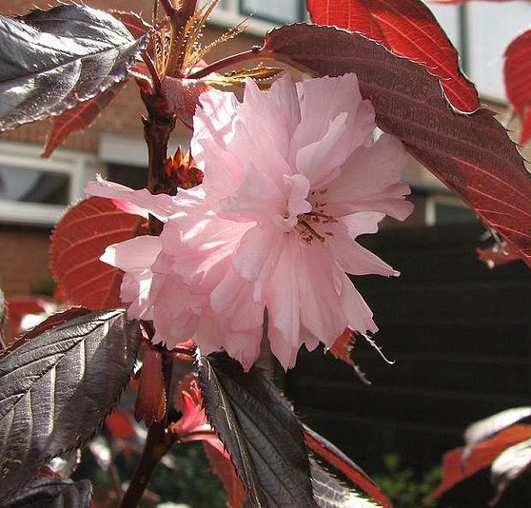 Слива растопыренная 'Роял Бургунди'