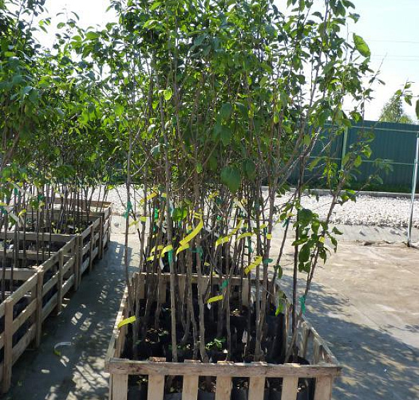 Слива 'Евразия 21'