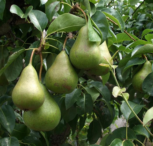 Груша 'Осенняя Яковлева'