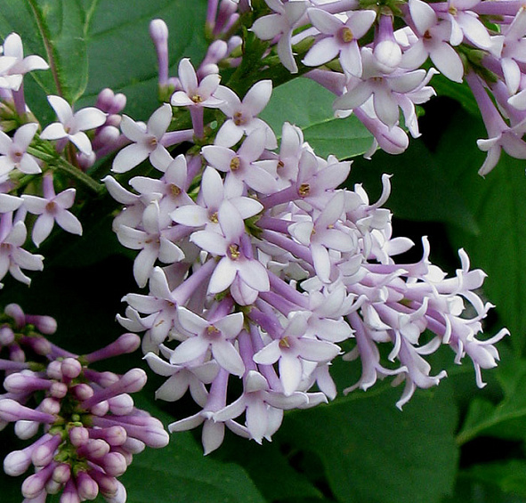 Сирень венгерская