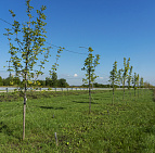 Благоустройство путепровода на ул. Гагарина, г. Домодедово – Южный Домодедово5